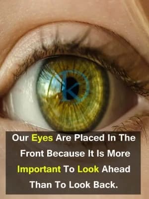 Our eyes are placed in the front because it is more important to look ahead than to look back.