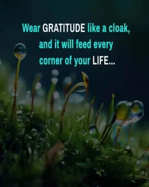 Wear gratitude like a cloak, and it will feed every corner of your life...