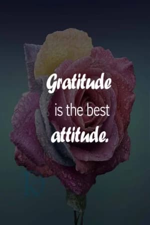 Gratitude is the best attitude.
