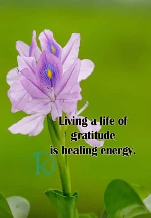 Living a life of Gratitude is Healing Energy.