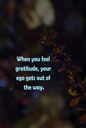 When you feel gratitude your ego gets out of the way.