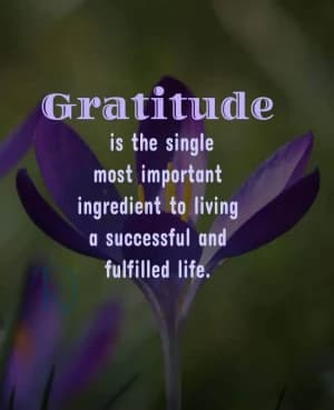 Gratitude is the single most important ingredient to living a successful and fulfilled life.