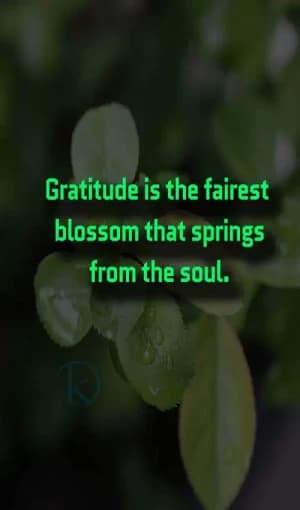 Gratitude is the fairest blossom that springs from the soul.
